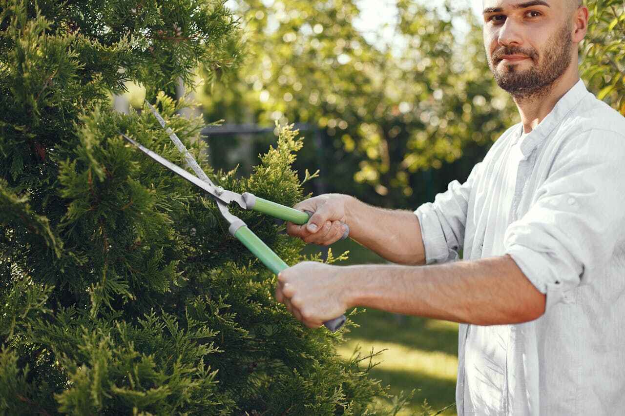 Best Residential Tree Removal  in North Pole, AK